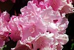 Rhododendron 01 - s